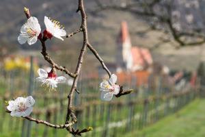Landhaus Smöch - Marillenblüten